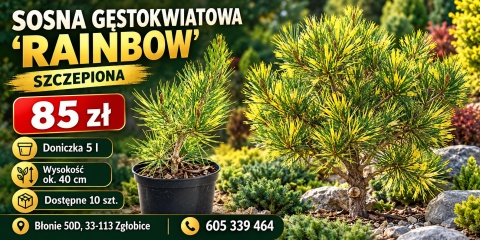 Sosna gęstokwiatowa ‘Rainbow’ – szczepiona