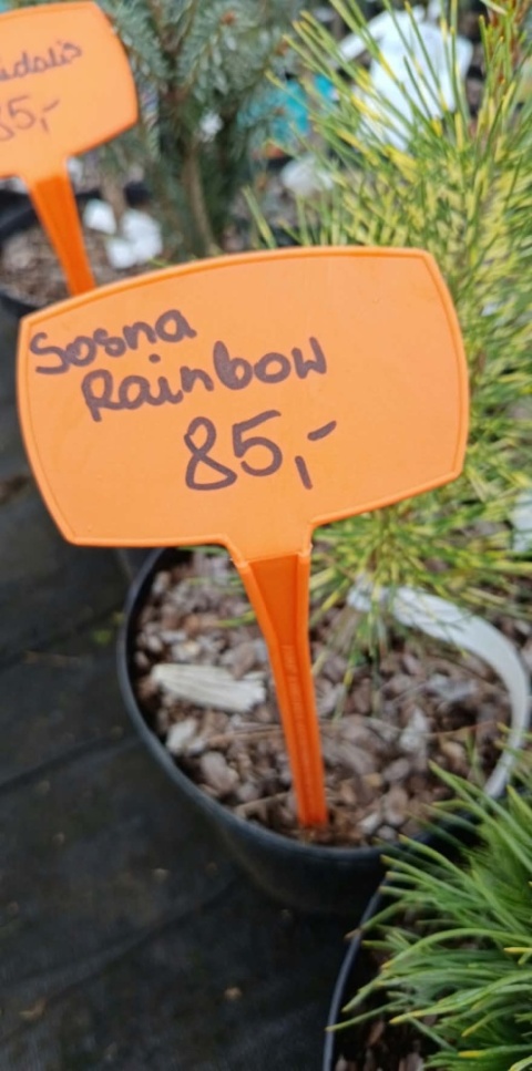 Sosna gęstokwiatowa ‘Rainbow’ – szczepiona