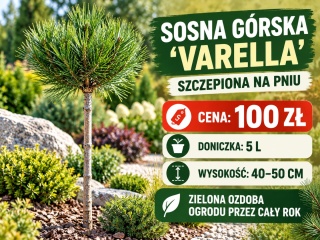 Sosna górska ‘Varella’ szczepiona na pniu