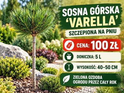 Sosna górska ‘Varella’ szczepiona na pniu