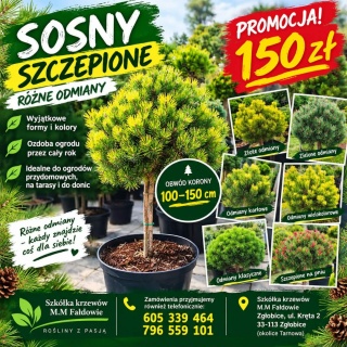 Sosna szczepiona na pniu – różne odmiany 100-150 cm