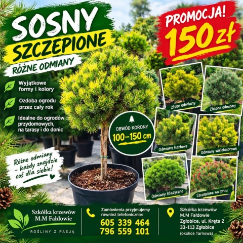 Sosna szczepiona na pniu – różne odmiany 100-150 cm