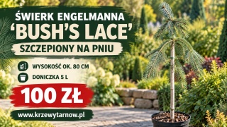 Świerk Engelmanna ‘Bush’s Lace’ szczepiony na pniu – Picea engelmannii