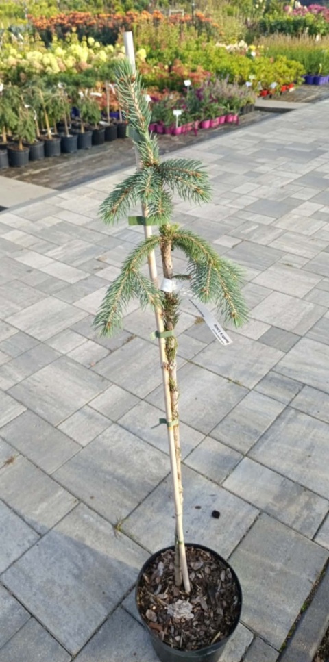Świerk Engelmanna ‘Bush’s Lace’ szczepiony na pniu – Picea engelmannii