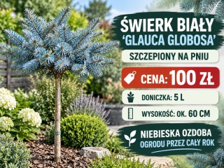 Świerk biały ‘Glauca Globosa’ szczepiony na pniu