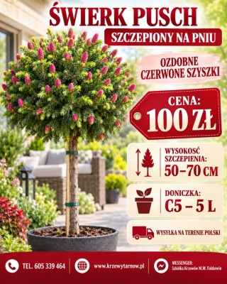 Świerk pospolity ‘Pusch’ na pniu – szczepiony