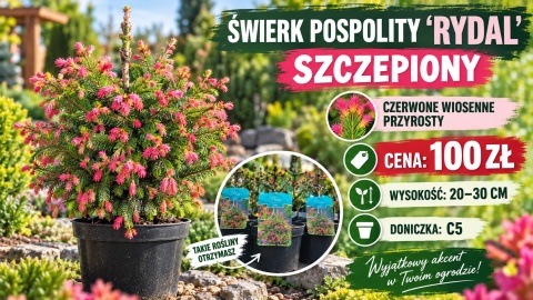 Świerk pospolity ‘Rydal’ SZCZEPIONY