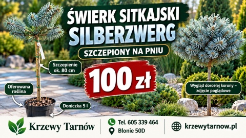Świerk sitkajski ‘Silberzwerg’ szczepiony na pniu