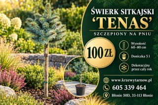 Świerk sitkajski ‘Tenas’ szczepiony na pniu