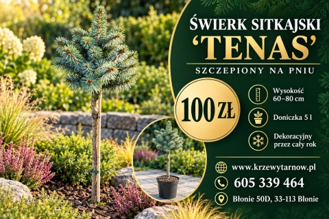 Świerk sitkajski ‘Tenas’ szczepiony na pniu