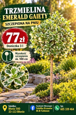 Trzmielina Fortune’a ‘Emerald Gaiety’ szczepiona na pniu