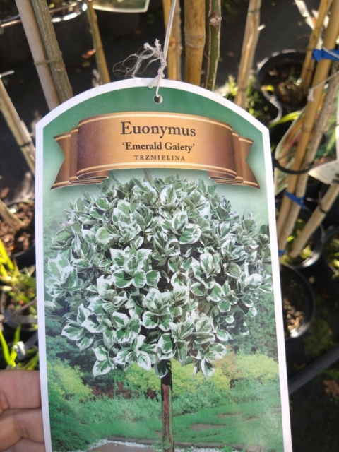 Trzmielina Fortune’a ‘Emerald Gaiety’ szczepiona na pniu