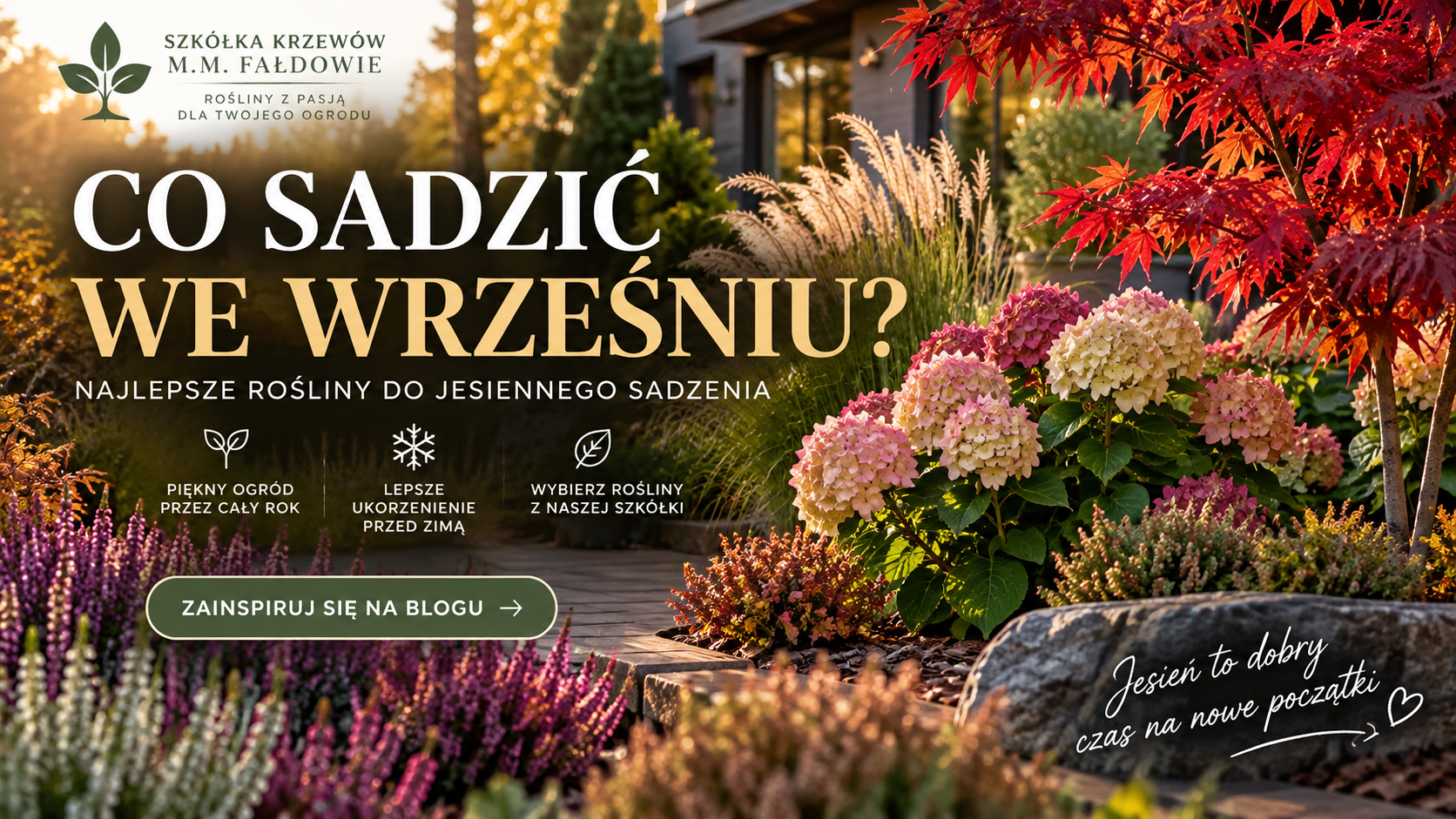 Co sadzić we wrześniu? Najlepsze rośliny do jesiennego sadzenia.